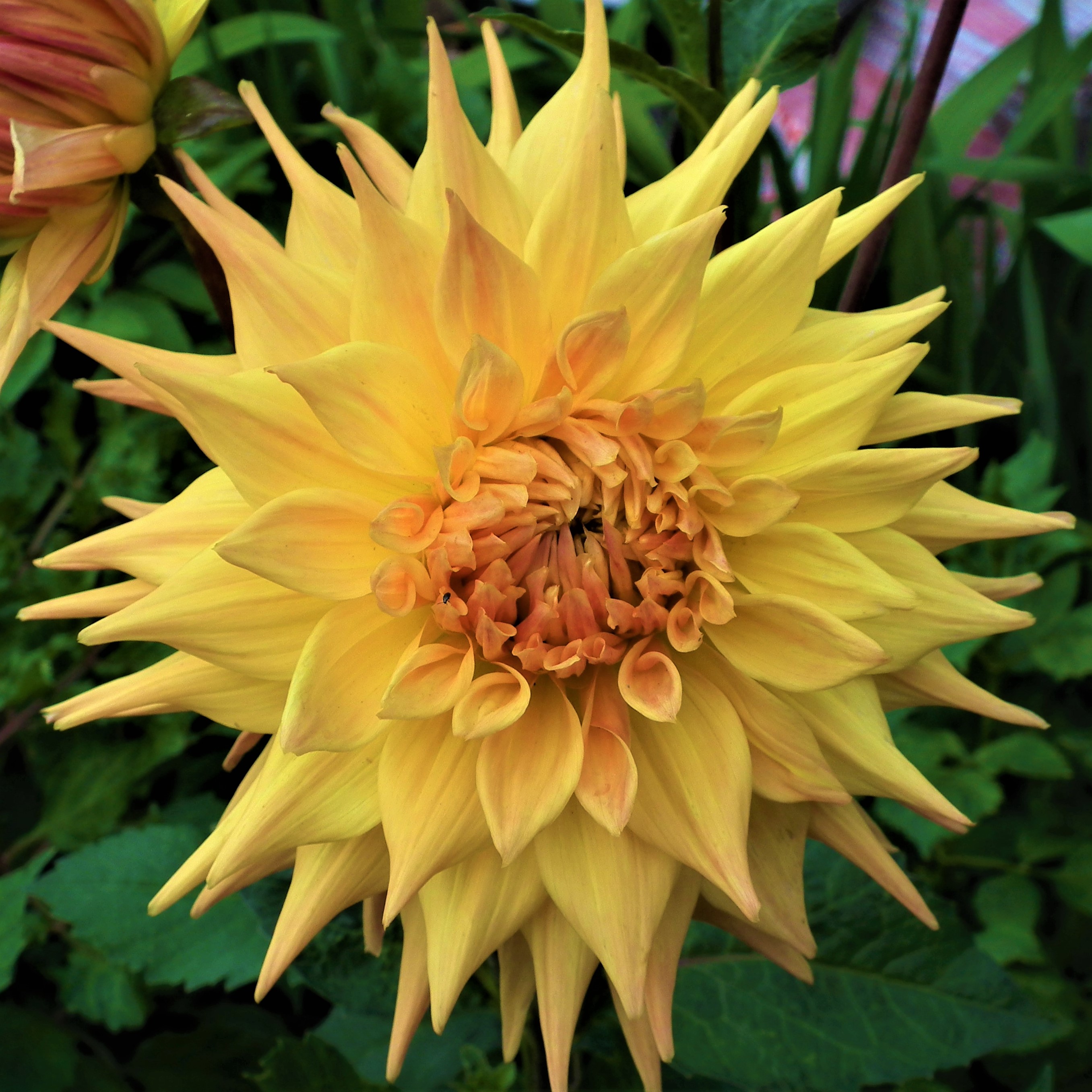 Dahlia Penhill Autumn Shade